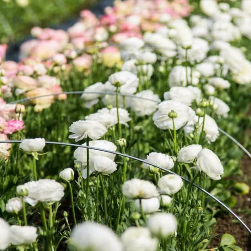 Pack of 30 Ranunculus Flowers Bulbs for Spring Planting, Ranunculus Bulbs for Planting, Spring Blooms Vibrant Perennial Bulbs for Garden Borders (White)