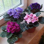 African Violets Live Plant, Assorted African Violet Plant, 3-5 Inches Tall, Vibrant Blooms, Easy Care Indoor Flowering Plants for Home and Office Decoration, Random Color