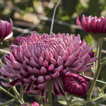 Dark Purple Mums Plants Live for Planting, 3-6" Tall Perennial Mum Plants, Vibrant Chrysanthemum Flowers Plant to Grow Outdoor Indoor Garden