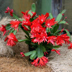 Easter Cactus Plants Live, Spring Bloom, Cold Hardy, 5-9" in Tall, No Pot, Starter Holiday Cactus Plant for Indoor Outdoor Houseplants (Red)