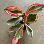 Live Peperomia Rainbow Plant, 4-7 Inches Tall, Red Edge Peperomia Rainbow Plant Live Indoor, Variegated Houseplant to Grow