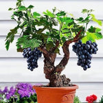 Concord Seedless Grape Vines Live Plants for Planting, 5-10" Grape Tree for Outdoor Garden, Dormant in Winter, Cold Hardy, Sweet Flavor