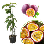 Purple Passion Fruit Vine Plant Live, Perennial Tropical Fruit Tree for Garden or Trellis, 5-10 Inches Tall