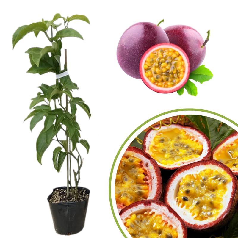 Purple Passion Fruit Vine Plant Live, Perennial Tropical Fruit Tree for Garden or Trellis, 5-10 Inches Tall