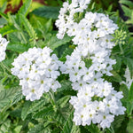 2 White Verbena Plants Live, Perennial Ground Cover or Trailing Bushes Shrubs, 5-9 Inches Tall, Verbena Flower for Planting