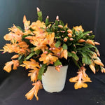 Yellow Peachy Thanksgiving Cactus Live Plant in 2" Pot, Holiday Christmas Cactus Plants Live, Winter Bloom, Indoor Planting