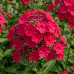 Phlox Plant, Bold Pink Phlox Plant in Plug, 2-3 Inches Tall, Hardy Perennial Flower for Outdoor Garden