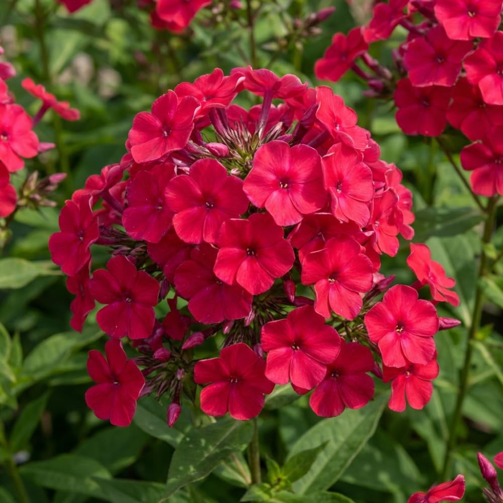 Phlox Plant, Bold Pink Phlox Plant in Plug, 2-3 Inches Tall, Hardy Perennial Flower for Outdoor Garden