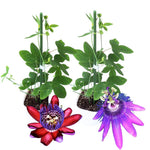 Pack 2 Passion Flower Plants Live, Passiflora Vine Well-Rooted, 5-7 Inch Tall Climbing Vine for Garden Trellises and Fences, No Pot (Mix Passion Flower)