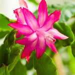 True Christmas Cactus Live Plant, Vibrant Pink Christmas Cactus Houseplant 4-6 Inch, Holiday Succulent Flower for Hanging Basket, Container