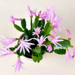 Light Pink Easter Cactus Plants Live, Starter Holiday Cactus Plant for Indoor Outdoor Houseplants, False Christmas Thanksgiving Cactus Like, Cold Hardy, 5-9" in Tall, No Pot