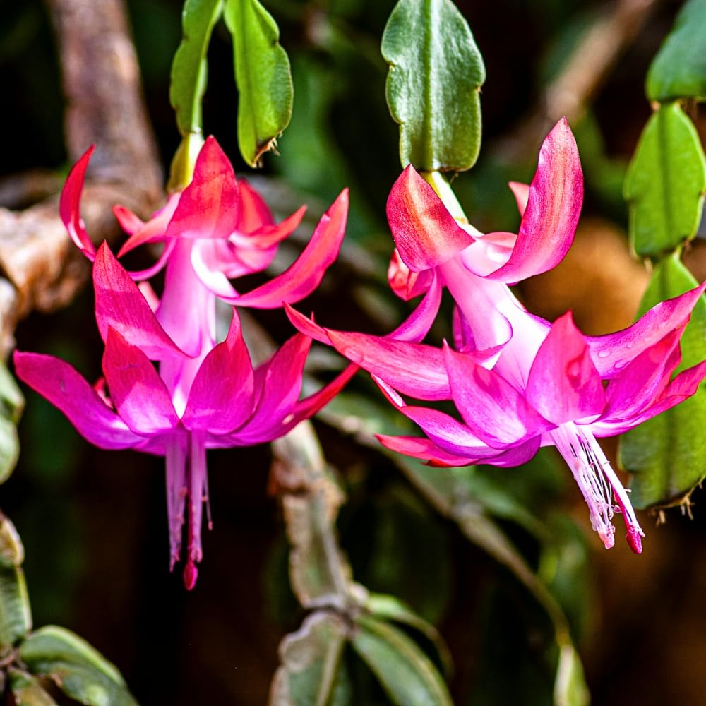 True Christmas Cactus Live Plant, Vibrant Pink Christmas Cactus Houseplant 4-6 Inch, Holiday Succulent Flower for Hanging Basket, Container