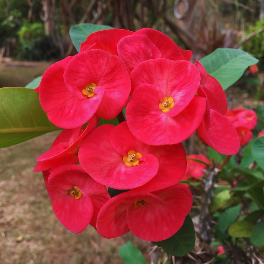 Red Crown of Thorns Plant Live, 4 Inc Potted, Euphorbia Milii Tree Live Plant, House Plant Live Gardening Planting