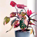 Philodendron Plant Live, Variegated Philodendrons, Tropical Houseplant Well Rooted 4-8 Inches (Pink Philodendron)