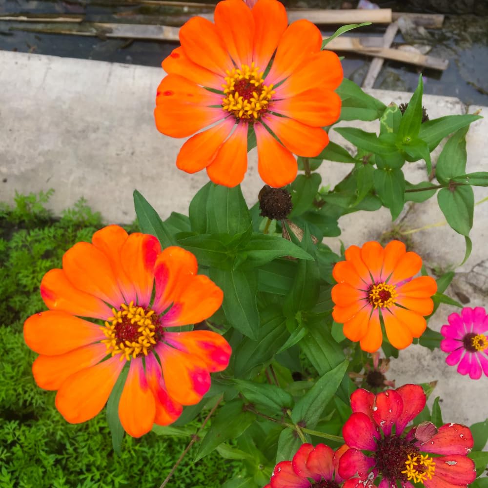Zinnia Plant Live, Orange Zinnia Flower Plant from 3 to 5 Inc Tall