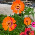 2 Orange Zinnia Plant Live Outdoor, 4 to 6 Inc Tall, Zinnia Flower Plant Potted Planting