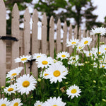 2 White Yellow Daisy Plants Live, 4 to 6 Inc Tall, Daisy Flower Live Plants for Gardening