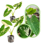 Colocasia Esculenta, Colocasia Live Plant, Elephant Ears Live Plant, Esculenta Taro Live Houseplant, 5-8 Inc Tall, No Pot (Rare Colocasia)