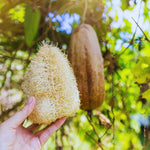 2 Long Luffa Plants Live, Luffa Gourd Plants Pot 4'', Vegetable Climbing Vine for Home Garden Backyard Trellis