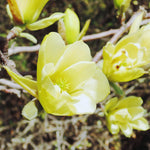 Magnolia Tree Live Plant, Yellow Magnolia Plant Live, 5 to 7 Inches, Tropical Shrub Plants