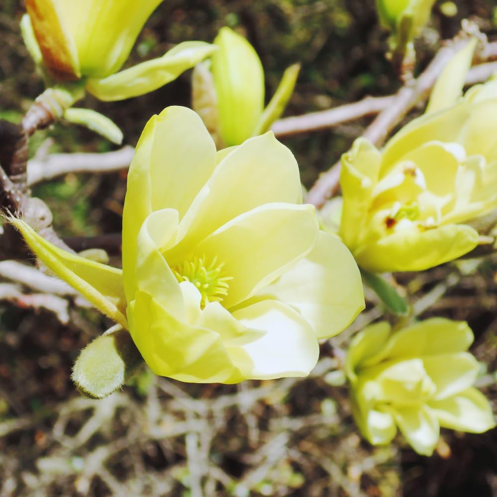 Yellow Magnolia Plant Live, 5 to 7 Inches Tall, Magnolia Tree Live Plant for Gardening Shrub Plant Outdoors