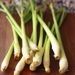Set 4 of Lemongrass Plants Live, Lemon Grass Live Plants for Gardening Indoor Outdoor, 8-10 Inc Long