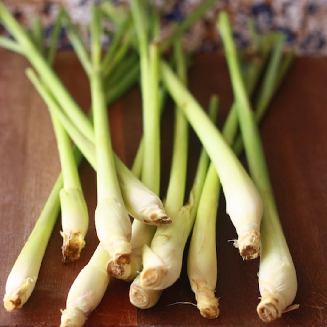 Set 4 of Lemongrass Plants Live, Lemon Grass Live Plants for Gardening Indoor Outdoor, 8-10 Inc Long