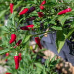 Pepper Plant Live, Hot Pepper Starter Plant, Edible Chili Pepper Seedling for Patio Containers and Backyard Gardens, 4 to 7 Inches Tall, 2 Plants in Pot
