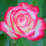 Rose Bush Live Plant, Hybrid Tea Rose Plant Live, 5-9 Inch Tall, Fragrant Flowers Tree, Well-Rooted 1 Year Old, No Pot (Cherry Rose)
