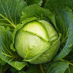 Pack 2 Cabbage Plants Live, Vegetable Plant Outdoor Garden, 3 to 5 Inch Tall, Ready to Grow
