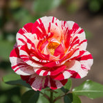 Fourth of July Climbing Rose Live Plant, 6 Months Old Starter, Fragrant Purple Climbing Roses for Planting Outdoor, No Pot