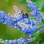 Blue Vitex Tree Live Plant, 9 Months Old Blue Chastes Vitex Tree, 5-9" Fragrant Purple Flowering Shrub, Landscape Spring Blooms