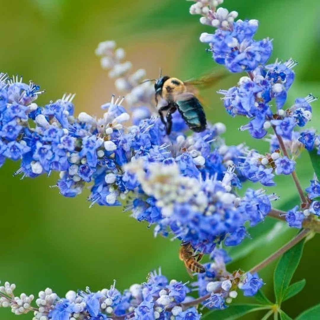 Blue Vitex Tree Live Plant, 9 Months Old Blue Chastes Vitex Tree, 5-9" Fragrant Purple Flowering Shrub, Landscape Spring Blooms