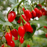 Set 2 Red Goji Berry Bush Live, 4-8 Inch Height, Goji Berry Fruit Plant for Outdoor Growing, Well Rooted, No Pot