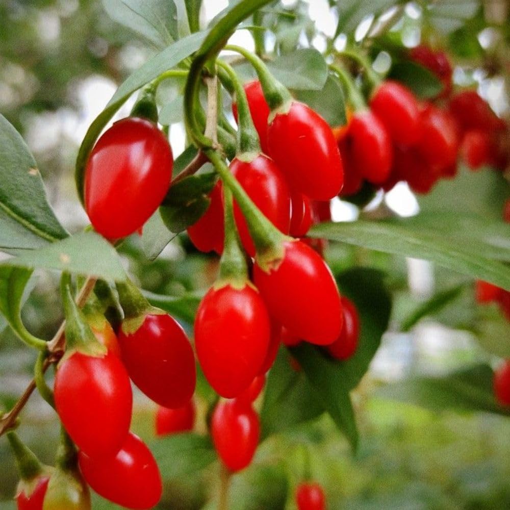 Set 2 Red Goji Berry Bush Live, 4-8 Inch Height, Goji Berry Fruit Plant for Outdoor Growing, Well Rooted, No Pot