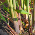 Set 8 of Lemongrass Plants Live, Lemongrass Live Plants for Planting Garden Herbs Stalks from 4 to 7 Inc in Height