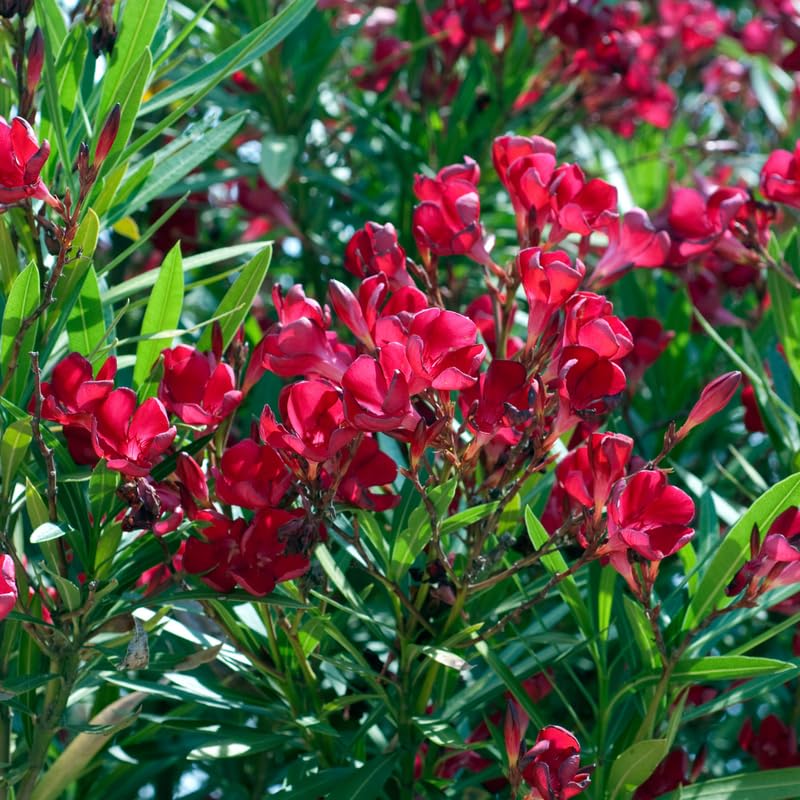 Red Oleander Live Plant, Oleander Flower Plants Shrub, Outdoor Growing 4-8 Inches