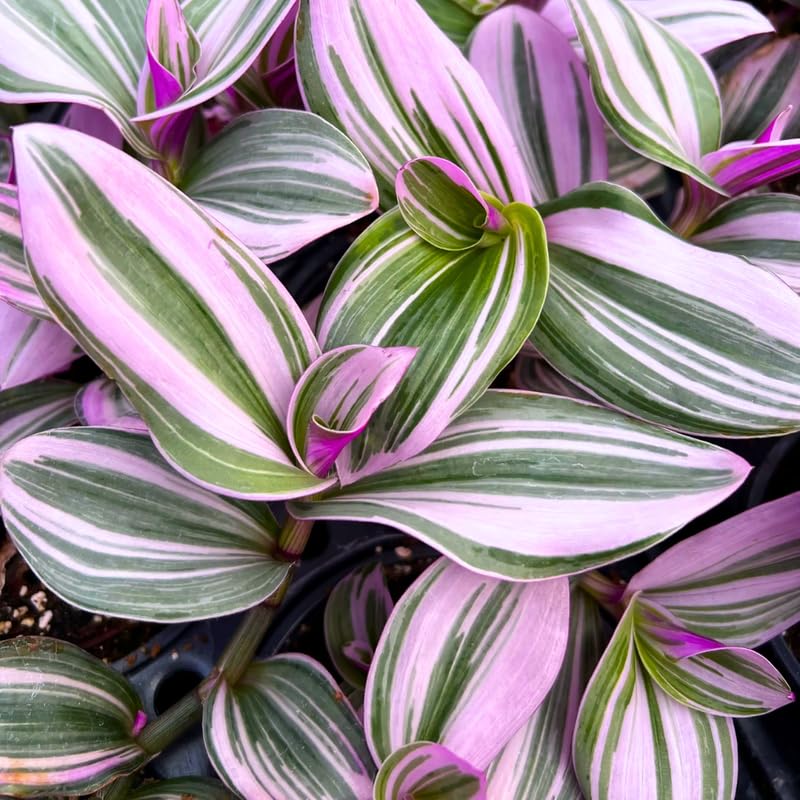 Pink Wandering Jew Plant 3.25 Inc Pot, Variegated Tradescantia Indoor Houseplant, Easy Care