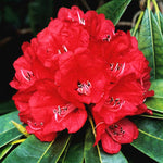 Red Dwarf Azalea Rhododendron Plants Live Tree, 1 Gallon Pot Azalea Bush Shrub Vibrant Bloom, 1 Year Old Well Rooted, Cold Hardy