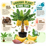 Dwarf Cavendish Banana Tree Live Plant, Edible Fruit, 4-6" Tall