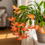 Christmas Cactus Plant Live, Starter Holiday Thanksgiving Cactus Plant for Indoor Outdoor Houseplants, Fasle Easter Cactus Plants Like, Cold Hardy, 5-9" in Tall (Salmon)
