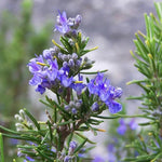 6 Rosemary Plants Live, Edible, Hardy Herb for Container and Garden Planting from 5 Inch Tall