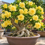 Double Yellow Desert Rose Live Plant, Adenium Succulent, 4-6" Tall