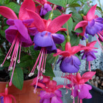 2 Fuchsia Live Plants, Fuchsia Flower Perennial for Outdoor Garden 3 to 5 Inches (Purple Blue)