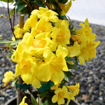3 Climbing Jasmine Live Plants for Indoor Outdoor Planting, Carolina Jasmine Plants Live, Fragrant, 5-8" in Tall, Hardy