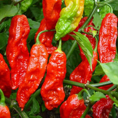 2 Plants Bhut Jolokia Pepper Live Plants Per Pot, 100 Days Old Pepper Plant Well Rooted Seedlings, Hot Peppers for Year Round Harvesting