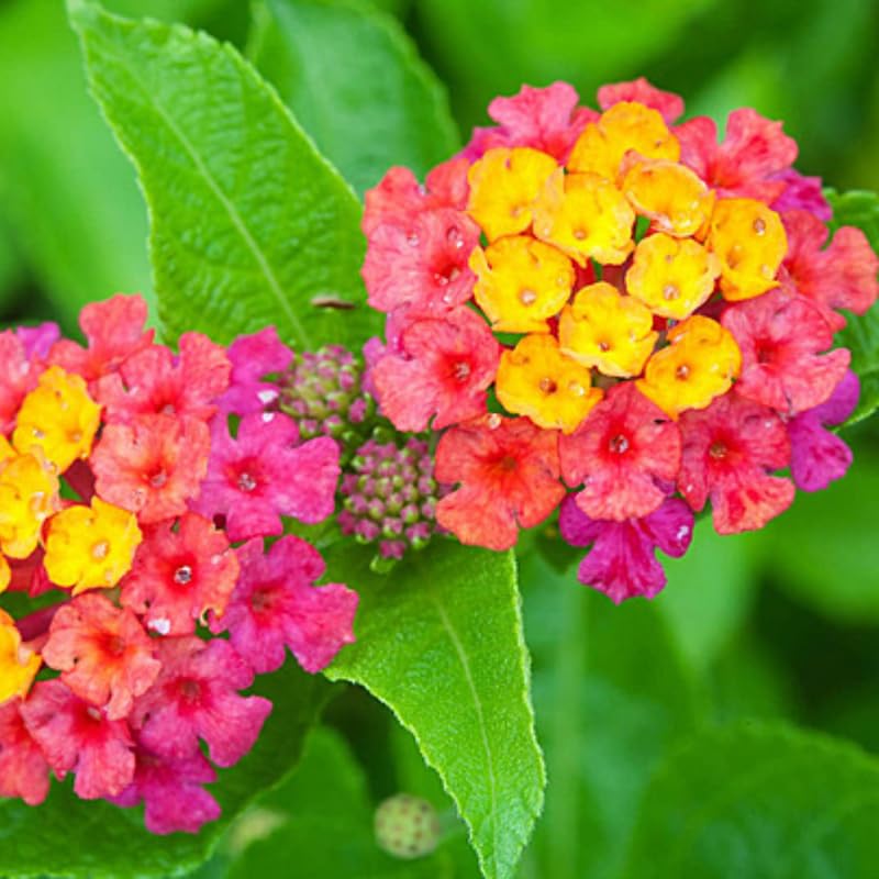 4 Colorful Perennial Lantana Trees Live Plants, Rose Blooms, Hardy and Long Blooming Seasons, Fragrant, 5-10" in Tall, Full Sun Growing