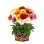 2 Daisy Plants, Mix Gerbera Daisy Live Plants, 4 to 6 Inches Tall, Gerbera Daisy Plant No Pot, Daisy Live Plant, Daisy Plants Live for Gardening