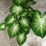 Set 2 Caladium Plants, Mix Caladium Houseplant Live 4-6 Inches Tall, Garden and Container Growing (Green)