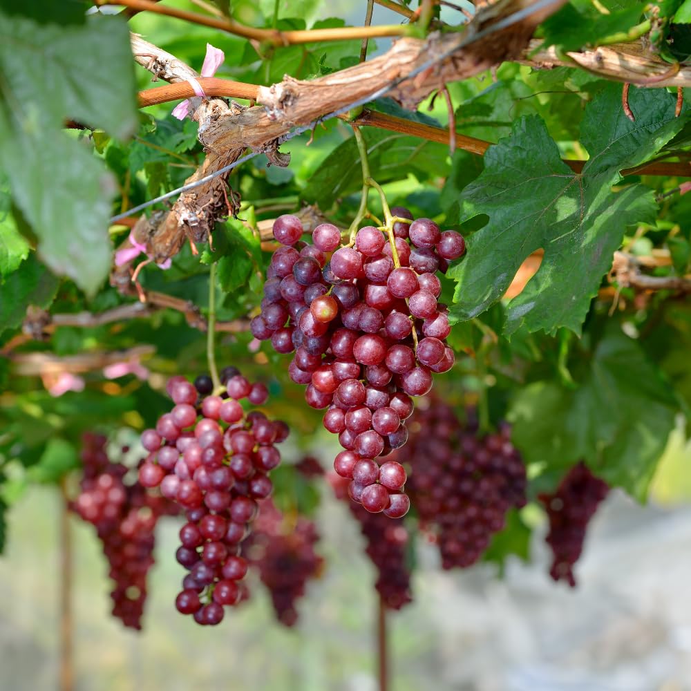 Red Grape Plant Rooted for Planting, Grape Vine Plant, Sweet Fruit Garden Outdoor, 10-20'' Tall